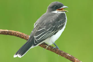 Koningstiran - Tyrannus tyrannus Koningstiran - Tyrannus tyrannus